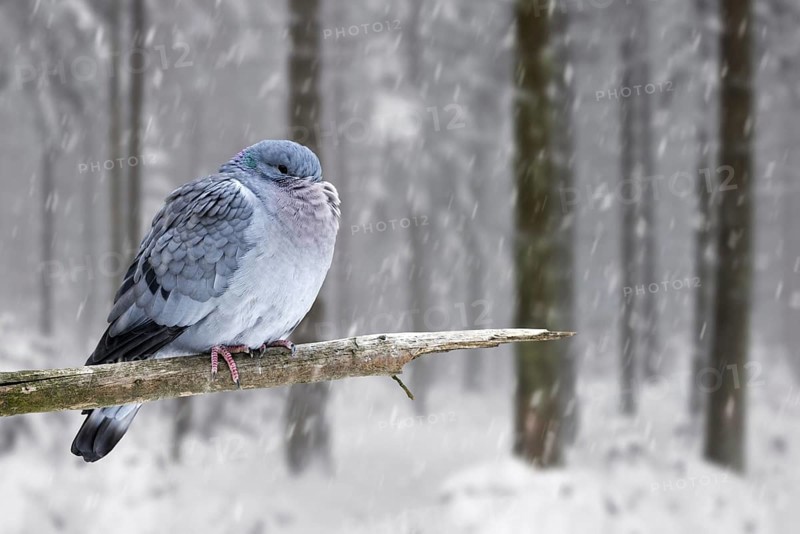 Stock dove