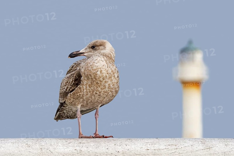 Juvenile European herring gull