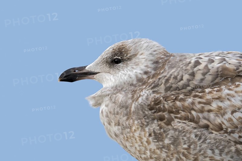 Juvenile European herring gull