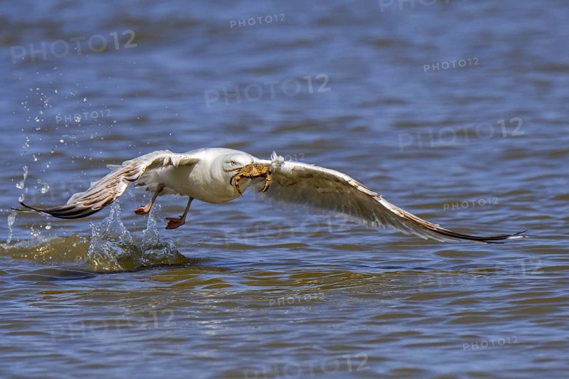 European herring gull