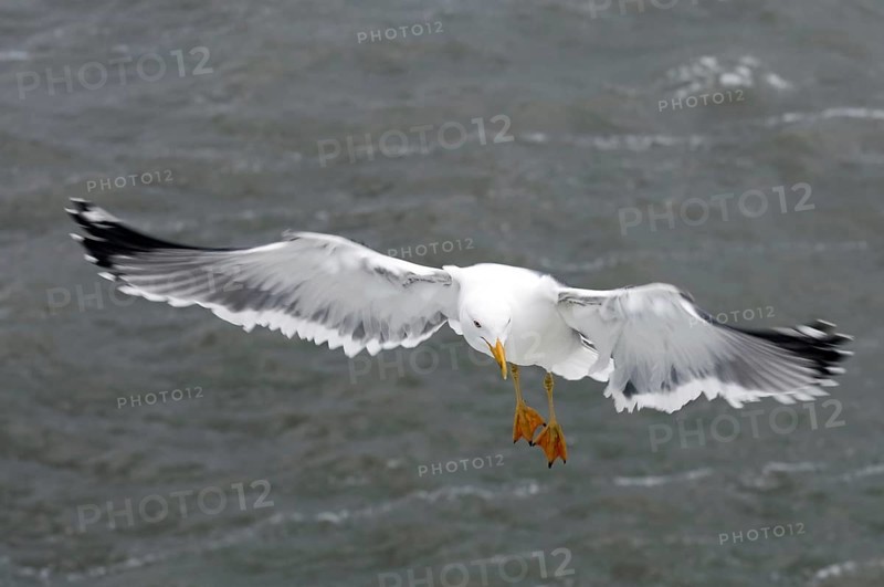 Herring Gull