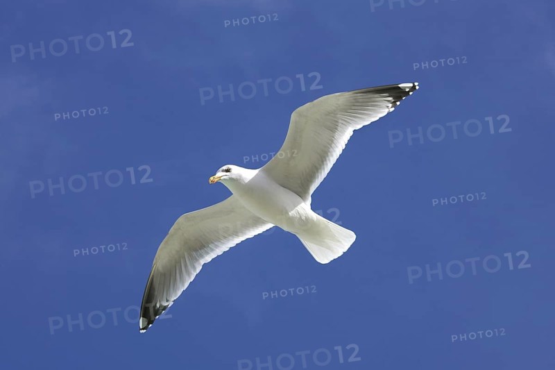 Herring gull