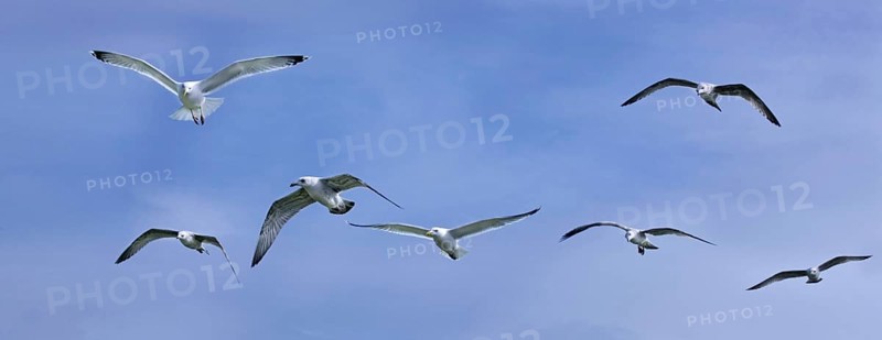 Herring gulls