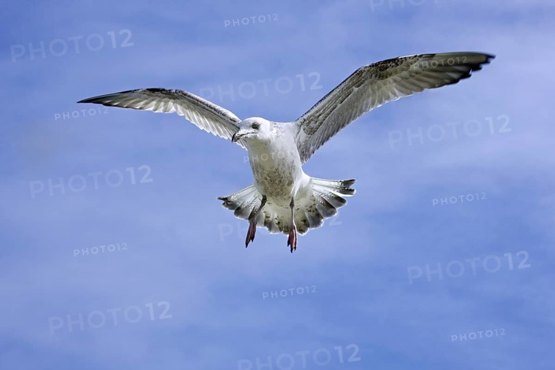 Herring gull