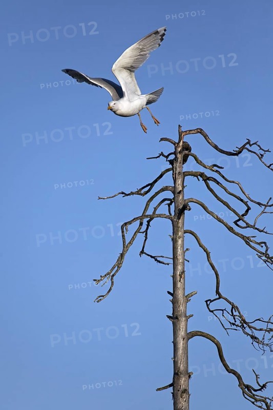 Herring gull