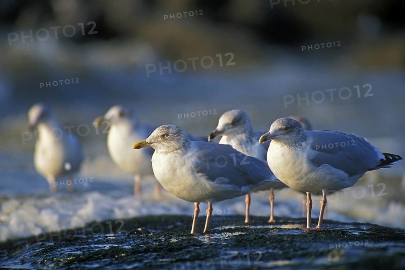 European Herring gulls