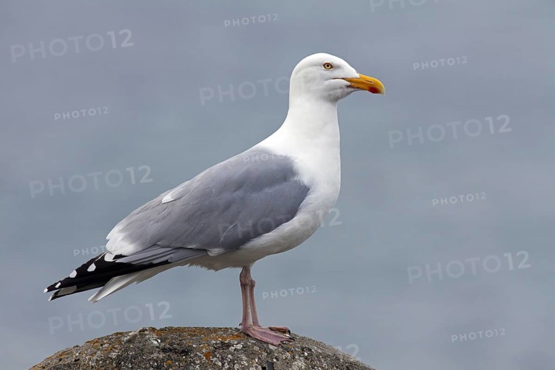 European Herring Gull