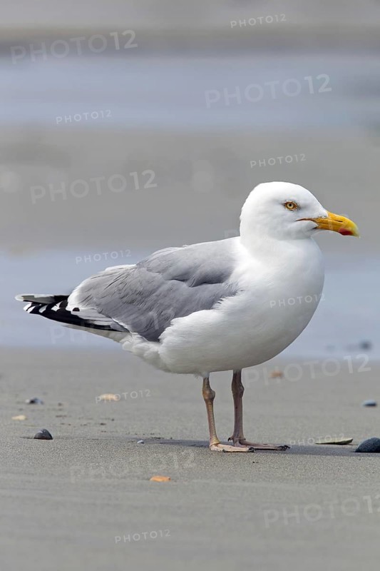 European Herring Gull