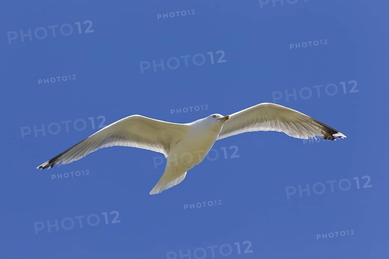 European Herring Gull