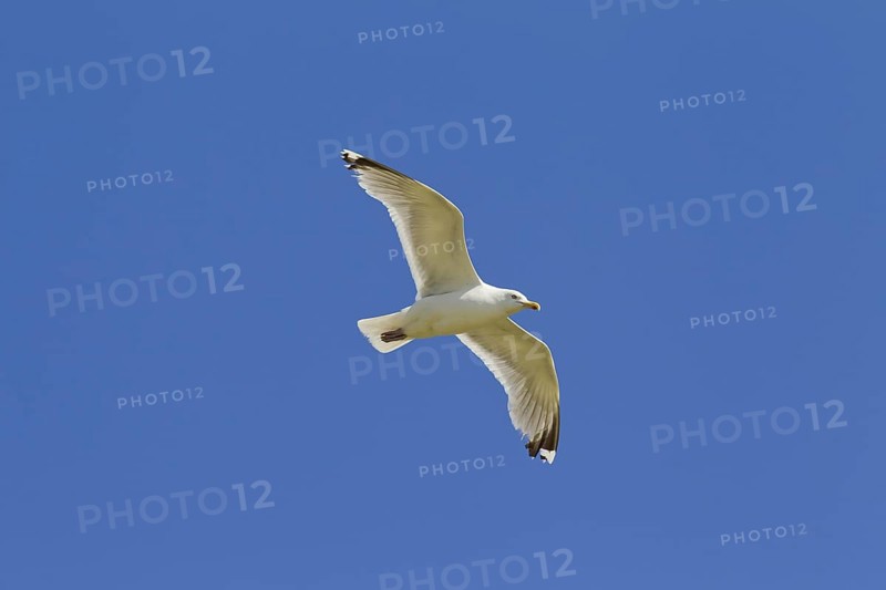 European Herring Gull