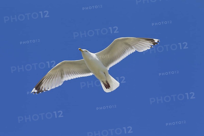 European Herring Gull