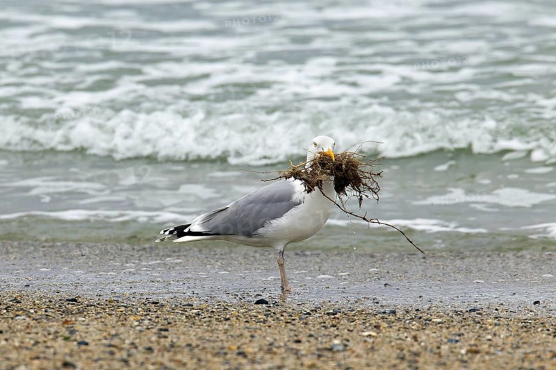 European Herring Gull