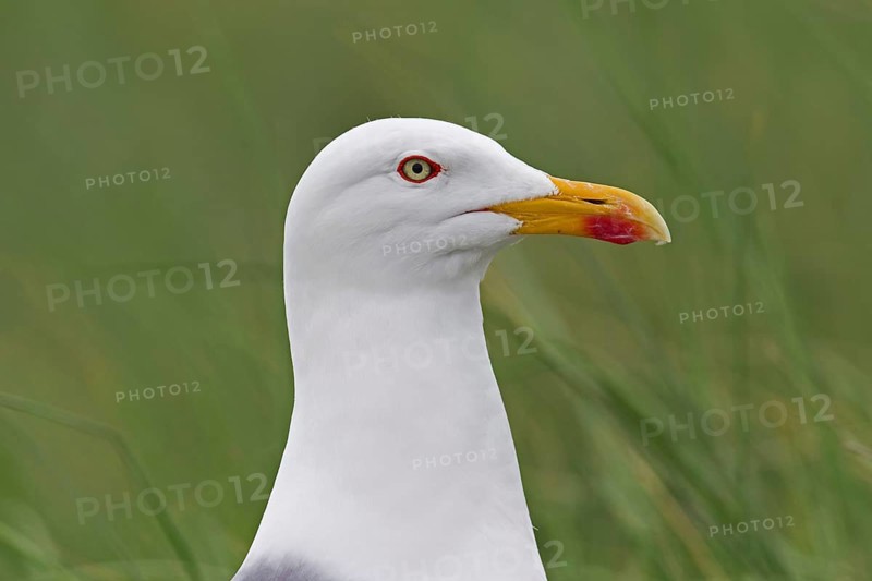 European Herring Gull