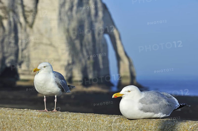 Herring gulls