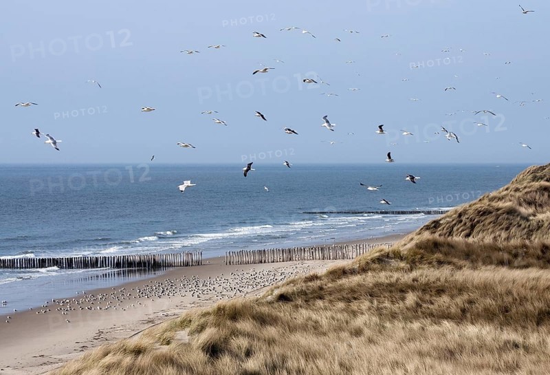 Seagulls