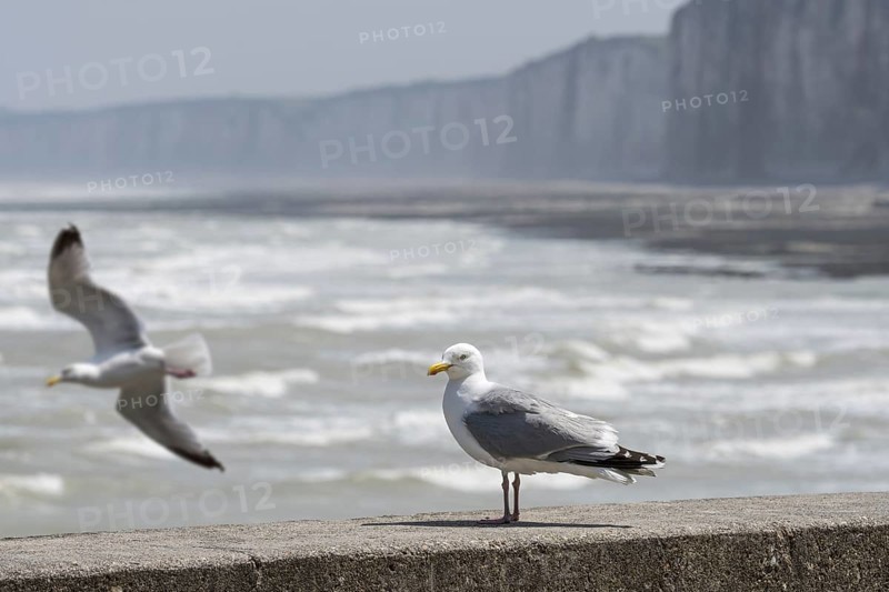 European herring gull