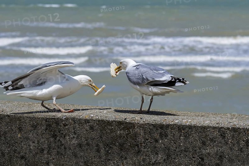 Two European herring gulls