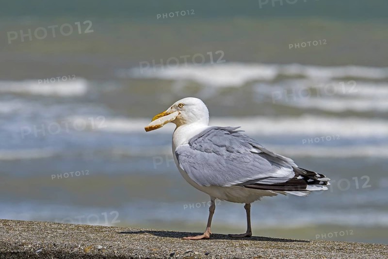 European herring gull