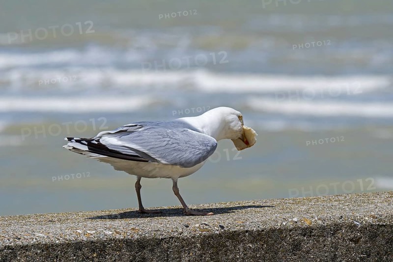 European herring gull