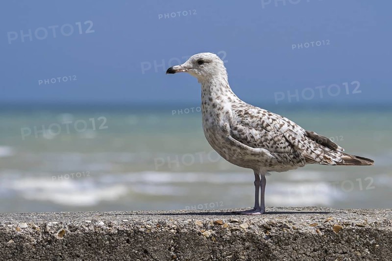 Juvenile European herring gull