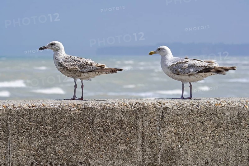 Immature European herring gulls