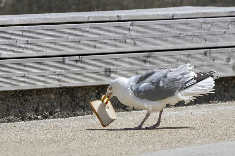 European herring gull