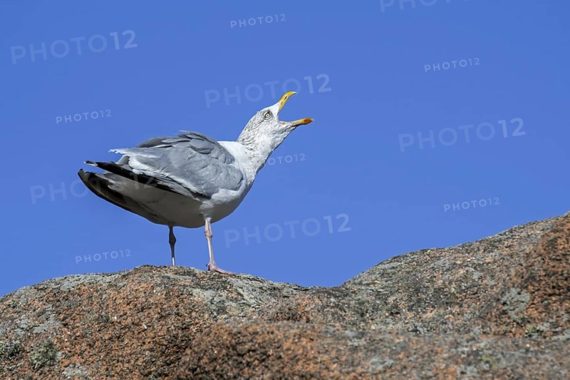 European herring gull