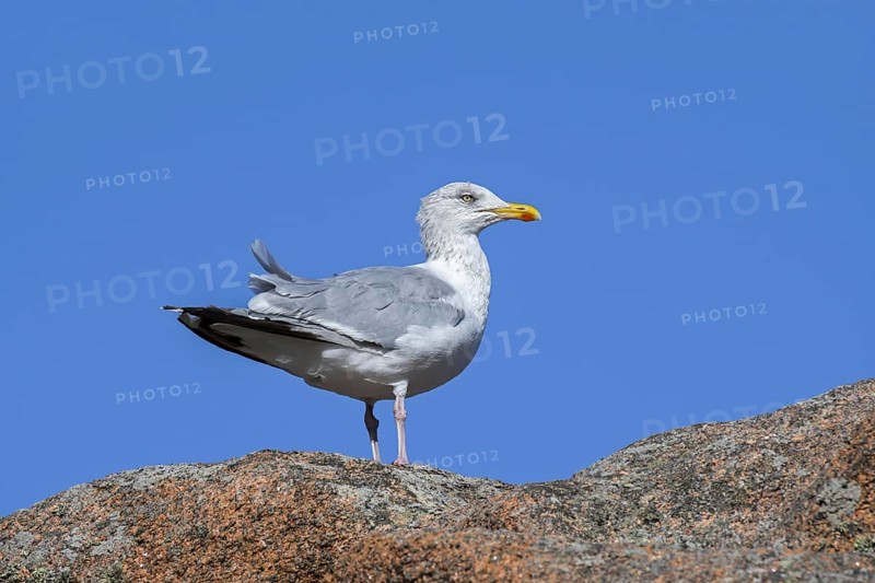 European herring gull
