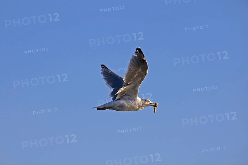 European herring gull