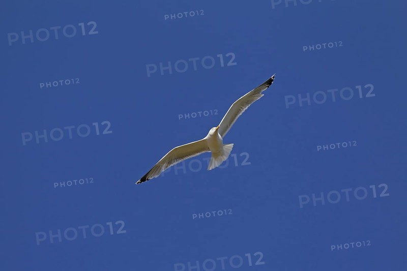 European herring gull
