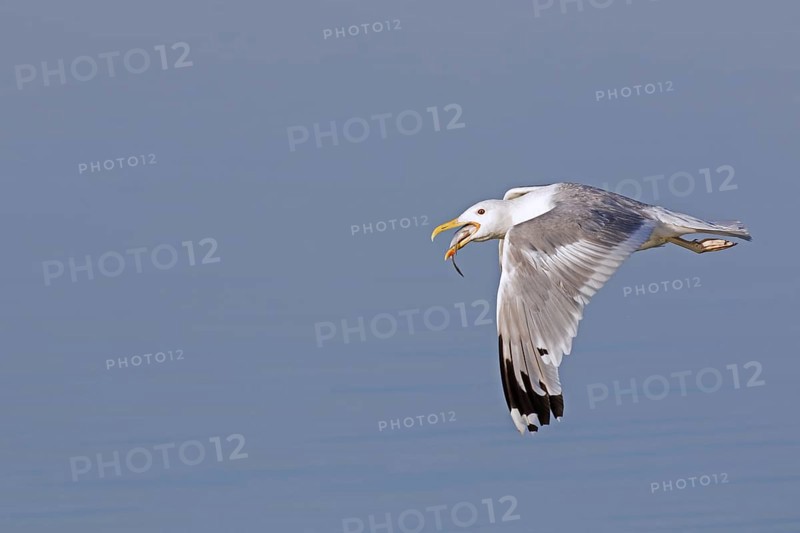 European herring gull