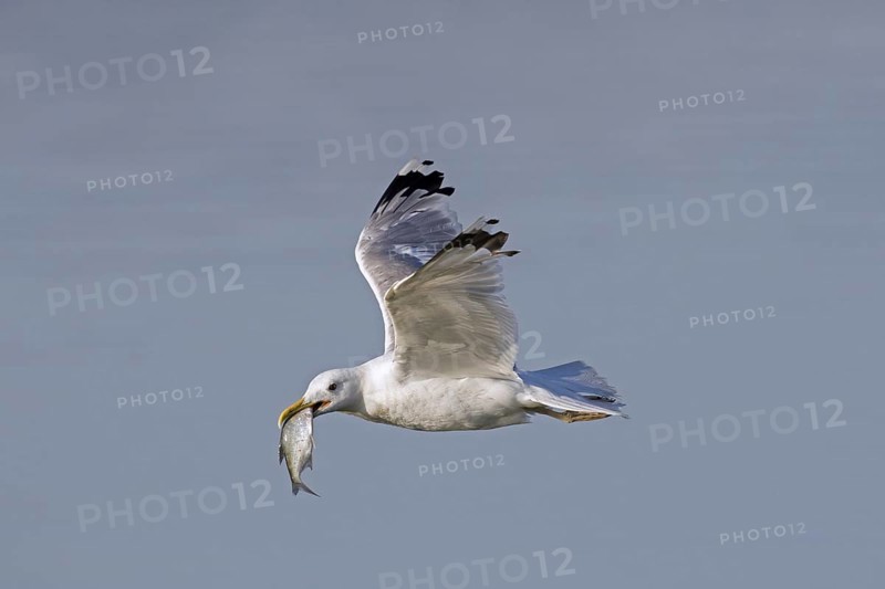 European herring gull