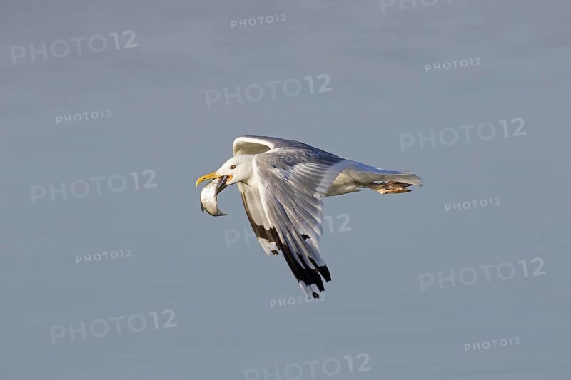 European herring gull
