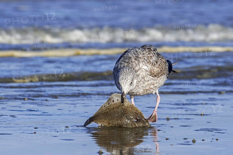 European herring gull
