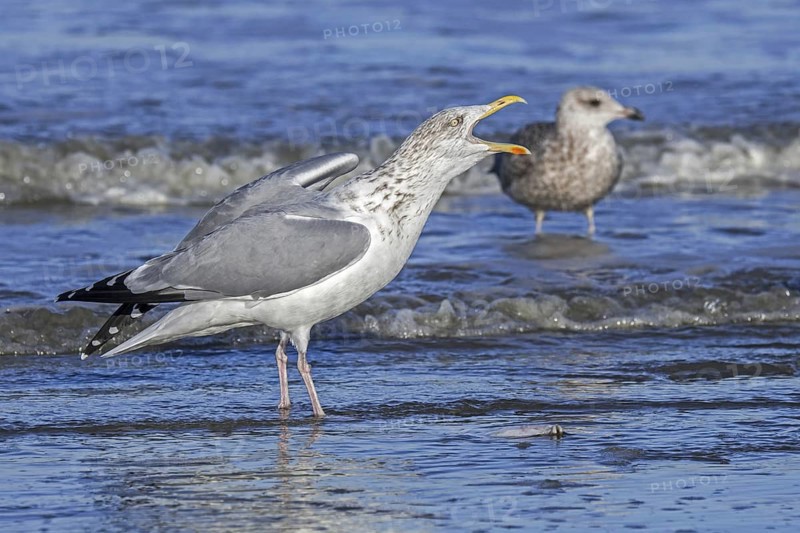 European herring gull