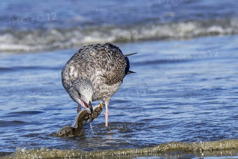 European herring gull