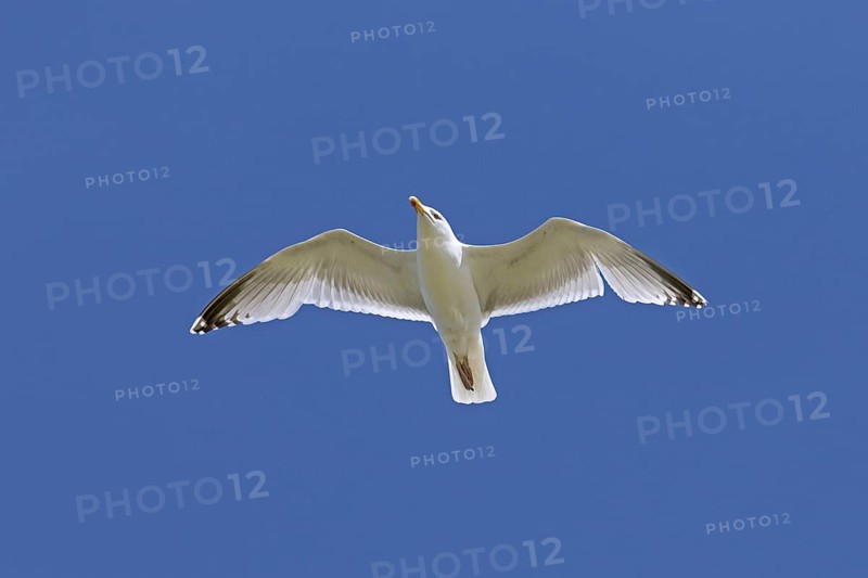European herring gull