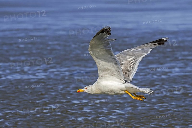Yellow-legged gull