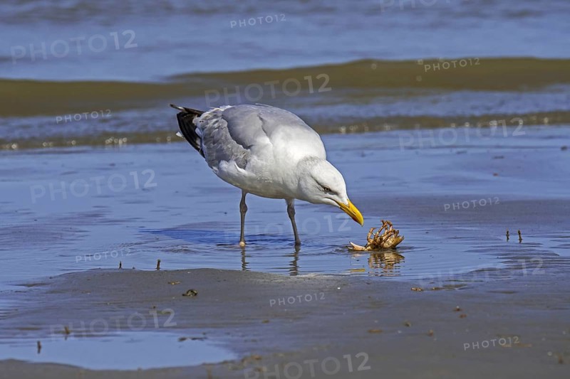 European herring gull