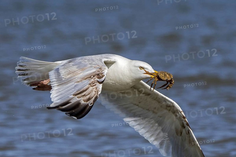 European herring gull