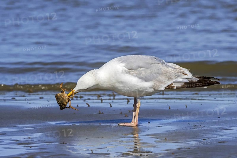 European herring gull