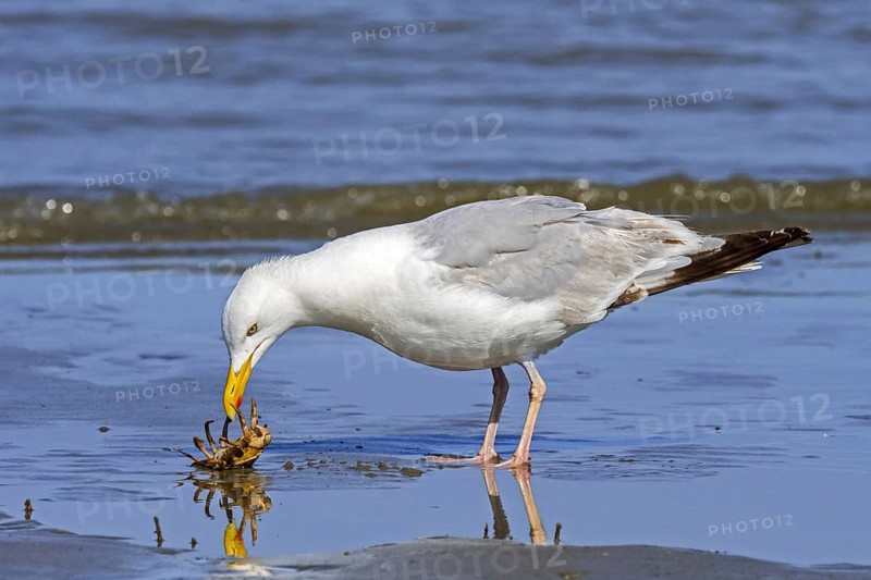European herring gull