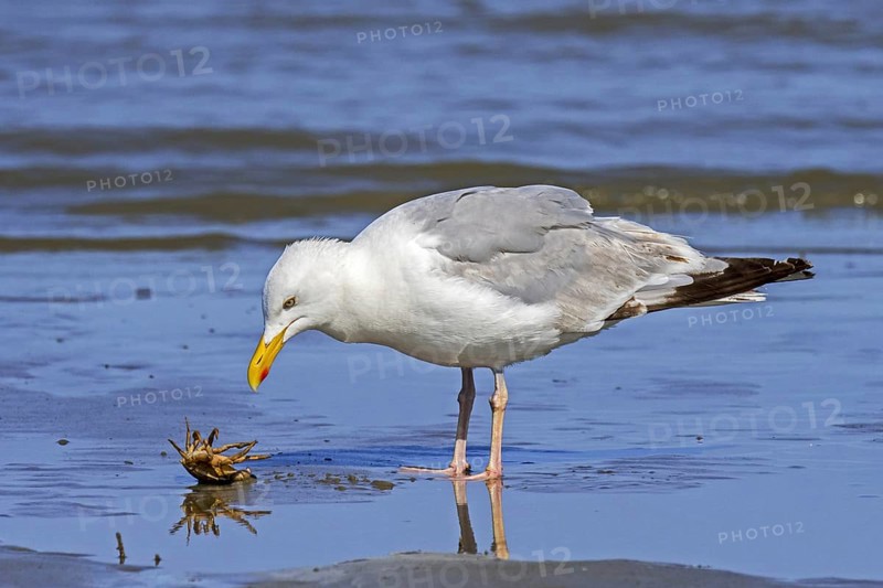 European herring gull