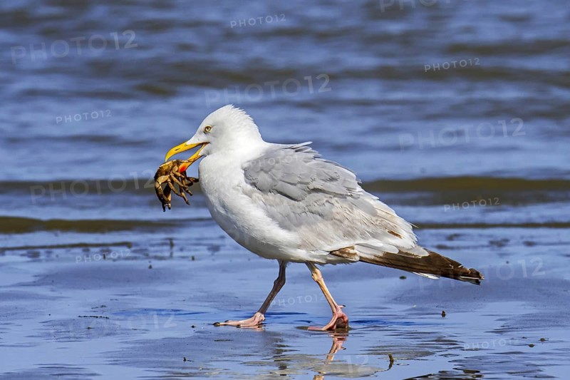 Hungry European herring gull
