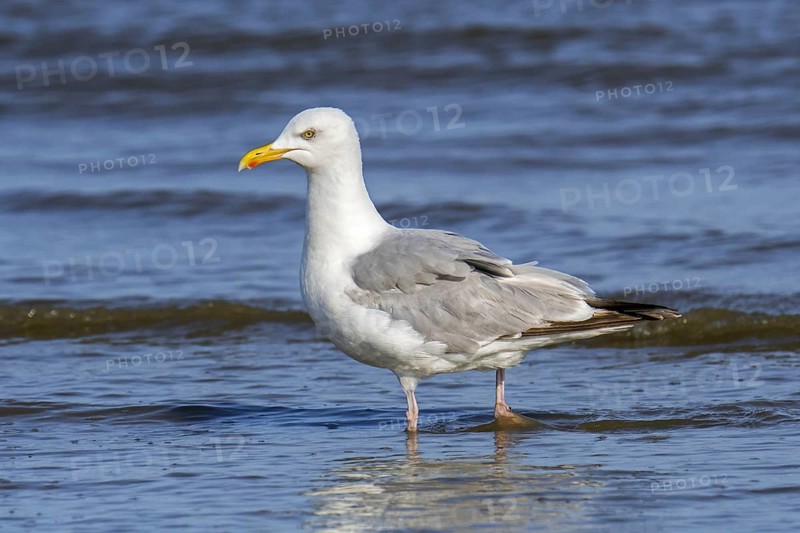 European herring gull
