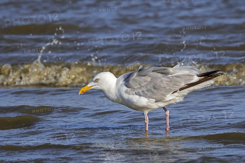 European herring gull