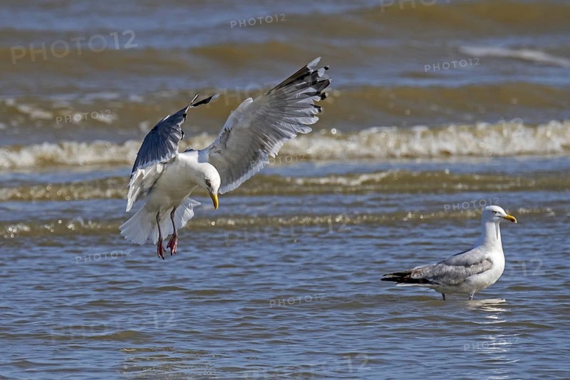 European herring gull