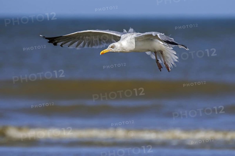 European herring gull
