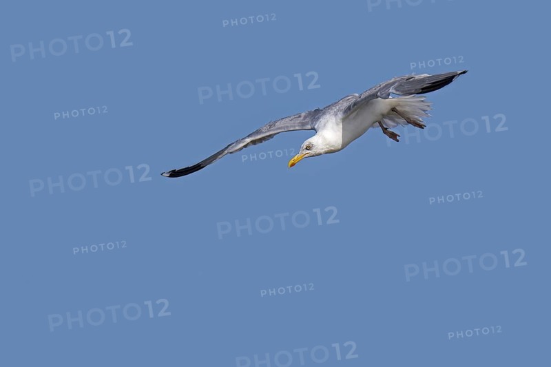 European herring gull