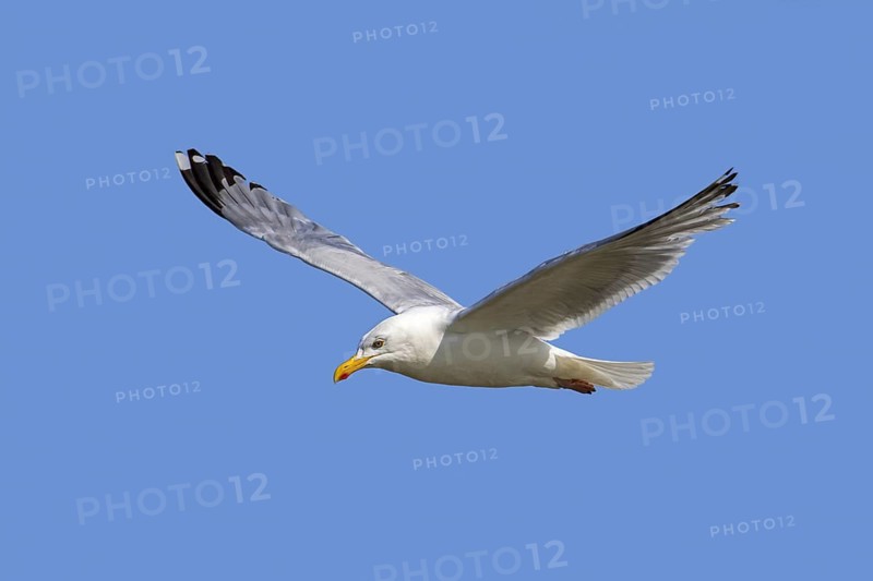 European herring gull
